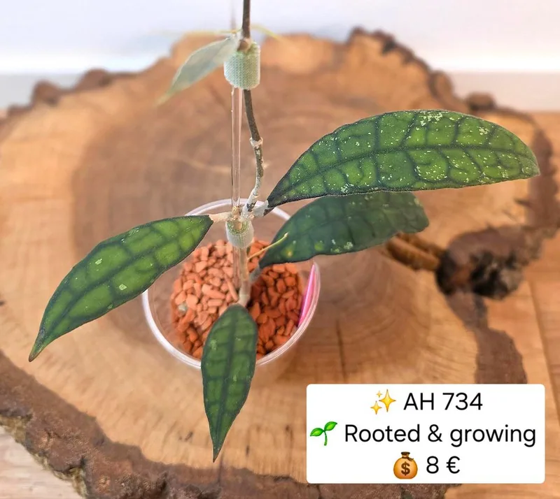 Hoya AH 734, Bewurzelte Pflanze