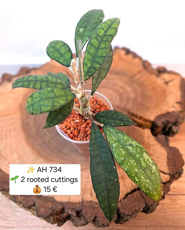 Hoya AH 734, Bewurzelte Pflanze