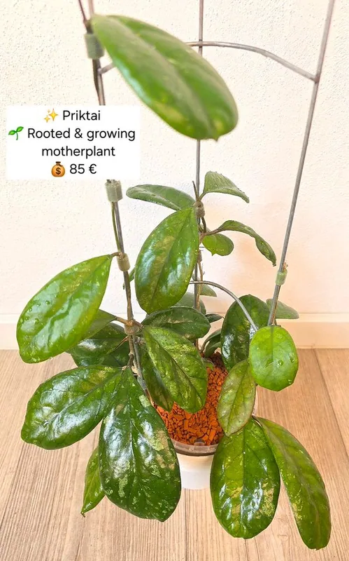 Hoya priktai, Bewurzelte Pflanze