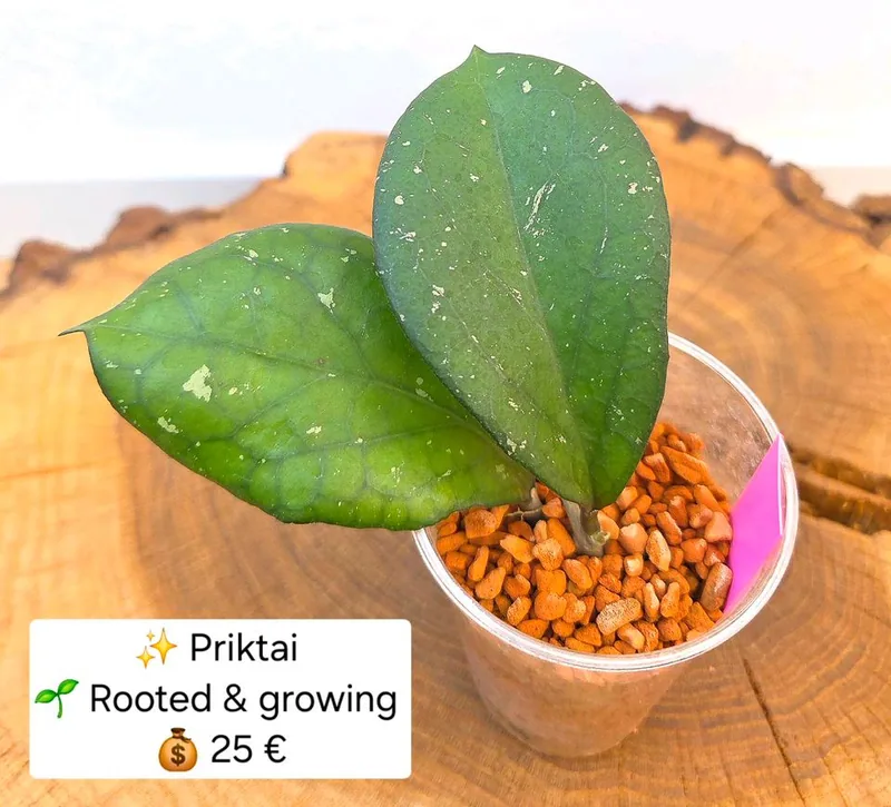 Hoya priktai, Bewurzelte Pflanze