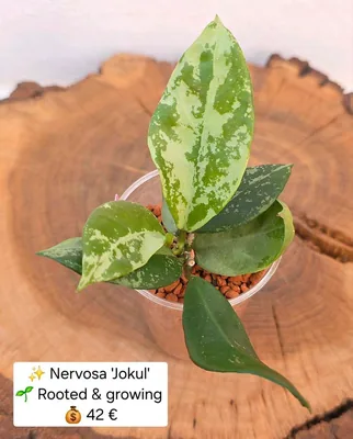 Hoya nervosa 'Jokul' 2, Bewurzelte Pflanze