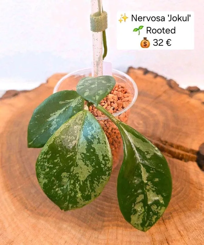 Hoya nervosa 'Jokul' 2, Bewurzelte Pflanze