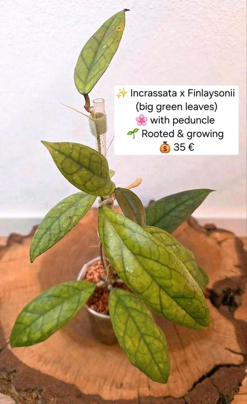 Hoya incrassata x Finlaysonii (Big Green Leaves), Bewurzelte Pflanze
