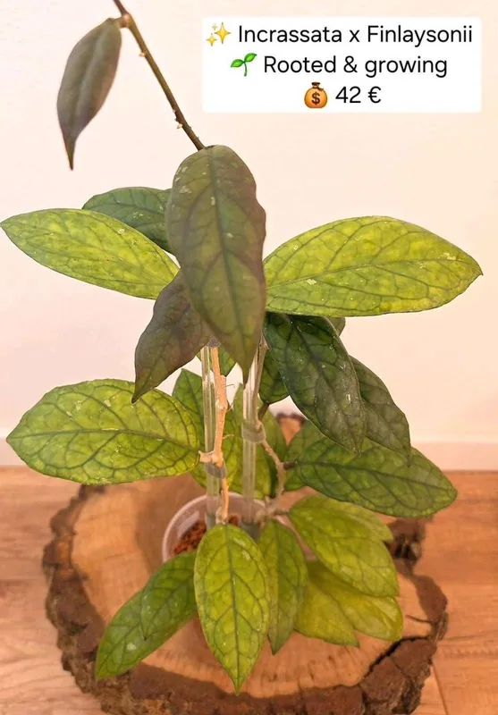 Hoya incrassata x Finlaysonii (Big Green Leaves), Bewurzelte Pflanze