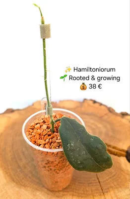 Hoya hamiltoniorum, Bewurzelte Pflanze