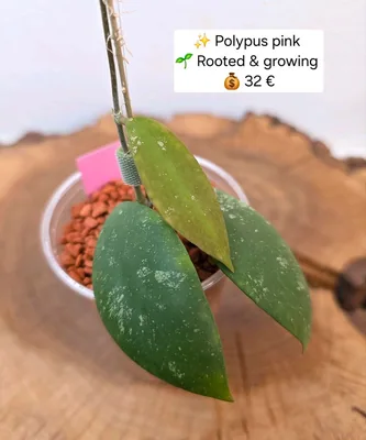 Hoya polypus Pink, Bewurzelte Pflanze