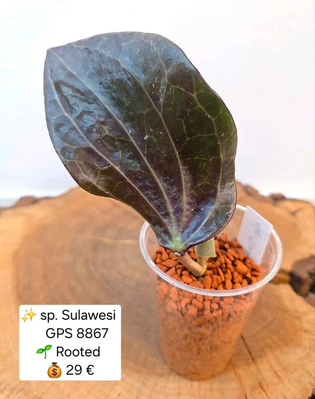 Hoya sp. Sulawesi GPS 8867, Bewurzelte Pflanze