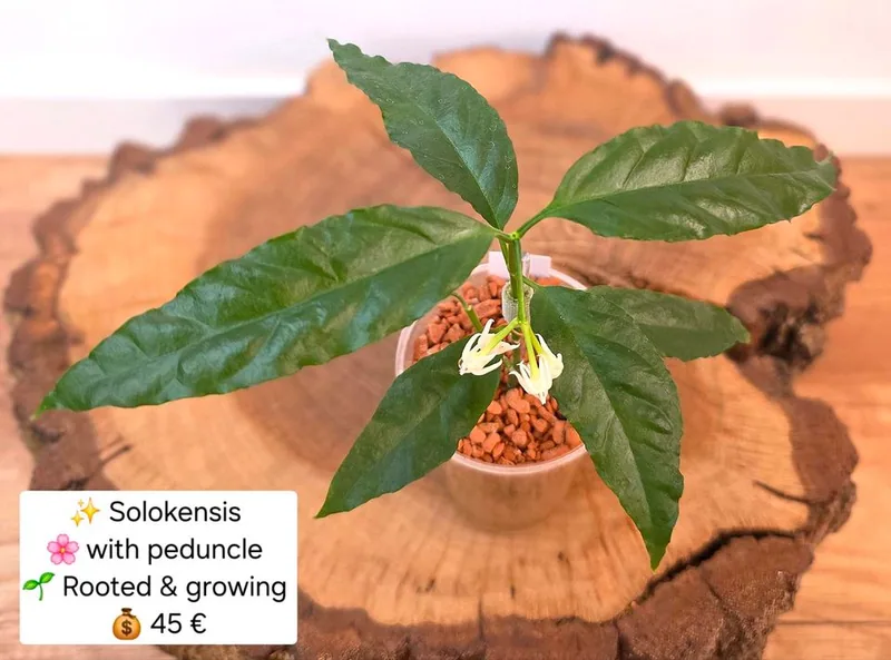 Hoya solokensis, Bewurzelte Pflanze