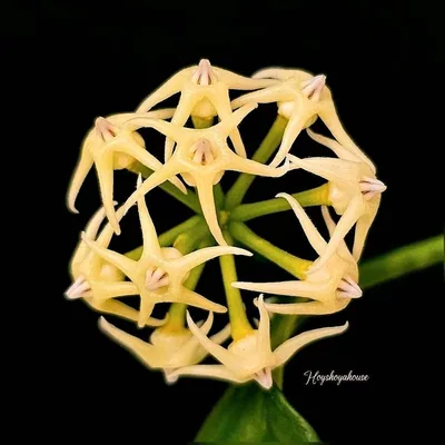 Hoya solokensis, Bewurzelte Pflanze