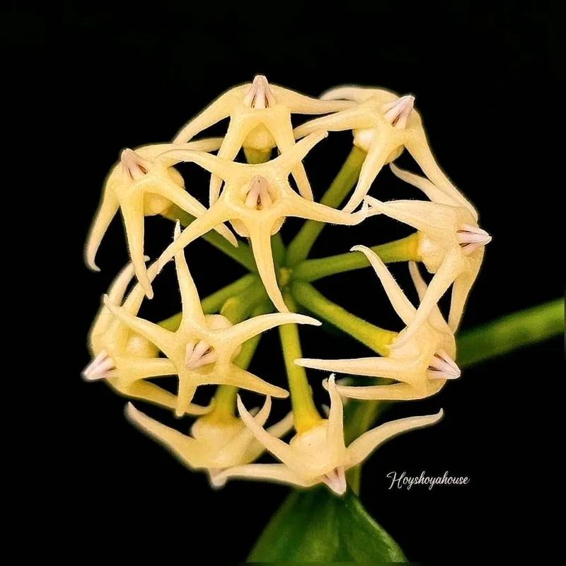 Hoya solokensis, Bewurzelte Pflanze
