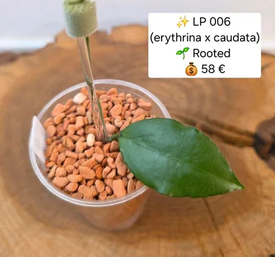 Hoya LP 006, Bewurzelte Pflanze