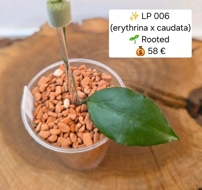 Hoya LP 006, Bewurzelte Pflanze