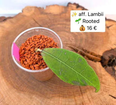 Hoya aff. Lambii