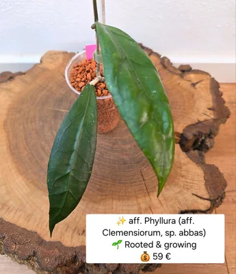 Hoya aff. Phyllura (aff. Clemensiorum , sp. Abbas)