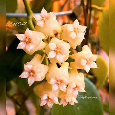 Hoya AH 047 / AH047