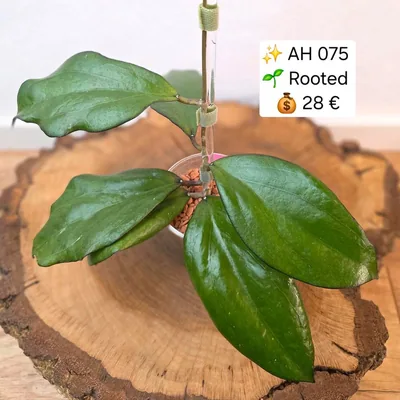 Hoya AH 075