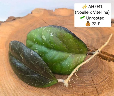 Hoya AH041 (Noelle x Vitellina)