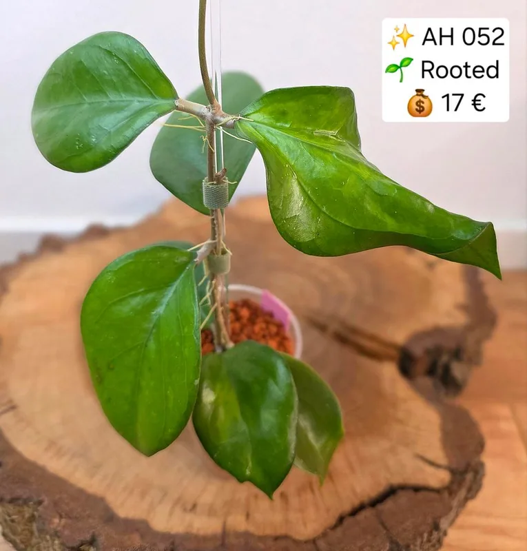 Hoya AH052 – Mutterpflanze
