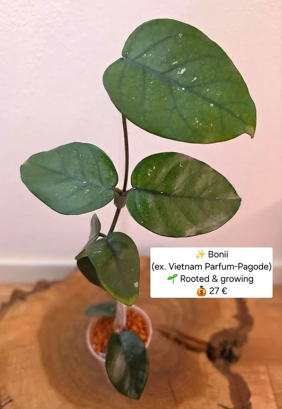 Hoya bonii (sp. Vietnam Parfum Pagode) – Mutterpflanze