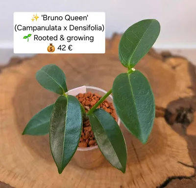 Hoya 'Bruno Queen' (Campanulata x Densifolia)