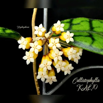 Hoya callistophylla KAL 10 (Ähnlich 'Black Cat')
