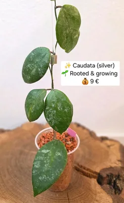 Hoya caudata (Silver)