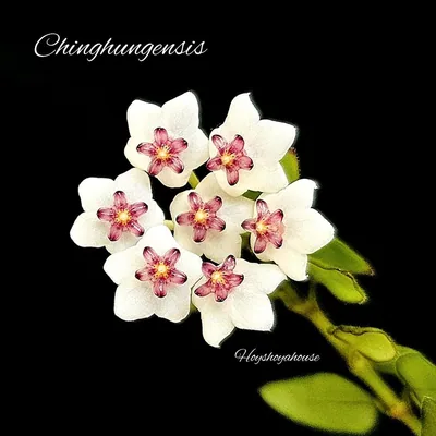 Hoya chinghungensis