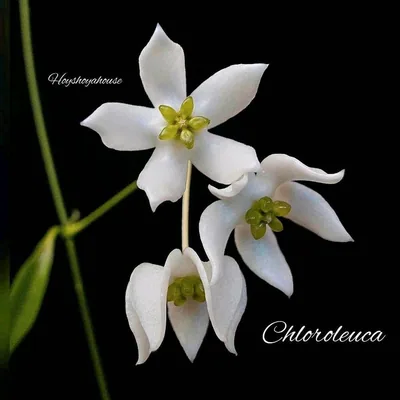 Hoya chloroleuca
