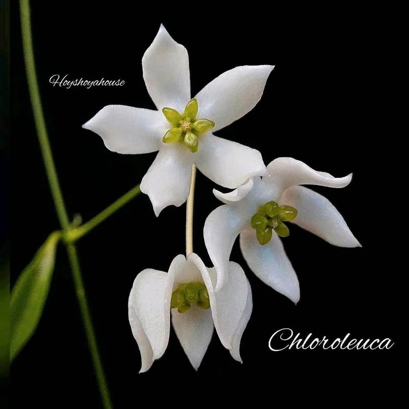 Hoya chloroleuca – Mutterpflanze