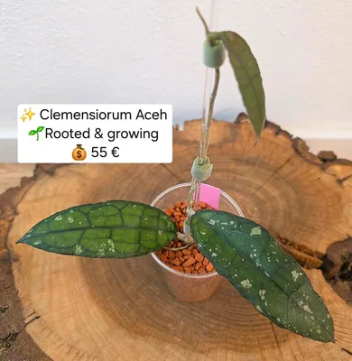 Hoya clemensiorum Aceh (Splash)