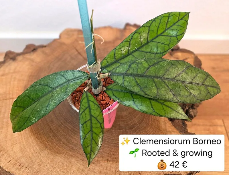 Hoya clemensiorum Borneo – Mutterpflanze