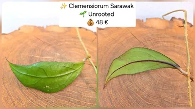 Hoya clemensiorum Sarawak
