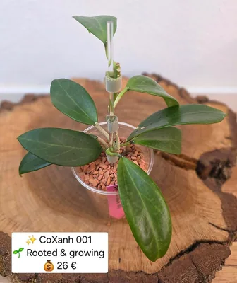 Hoya coxanh 001