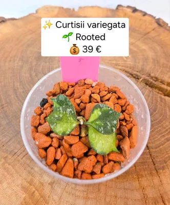 Hoya curtisii Variegata