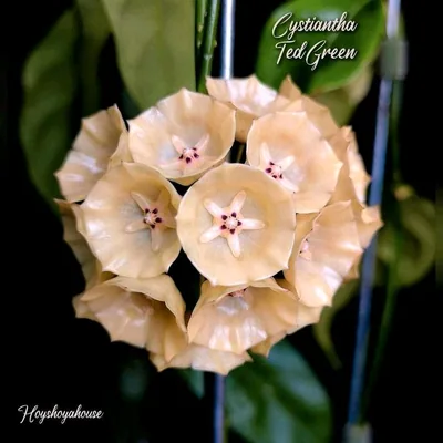 Hoya cystiantha TED Green
