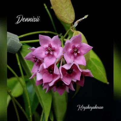 Hoya dennisii