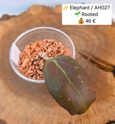 Hoya 'Elephant' / AH 027
