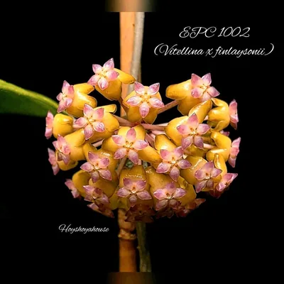 Hoya EPC 1002 (Vitellina x Finlaysonii ̀)