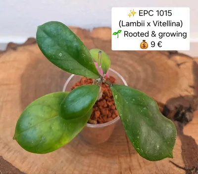 Hoya EPC 1015 (Lambii x Vitellina)