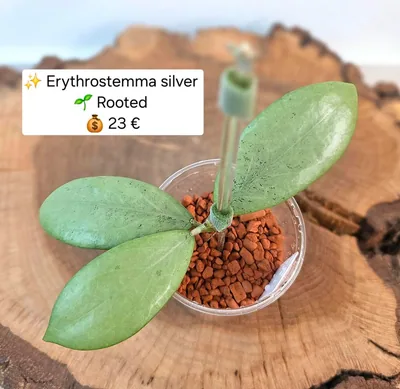 Hoya erythrostemma Silver
