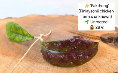 Hoya 'Fakthong' (Finlaysonii Chicken Farm x Unknown)