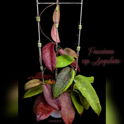 Hoya fauziana ssp. Angulata