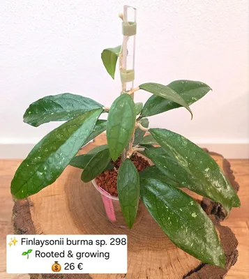 Hoya finlaysonii Burma sp. 298