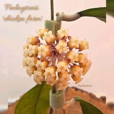 Hoya finlaysonii 'Chicken Farm'