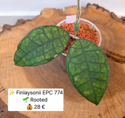 Hoya finlaysonii EPC 774