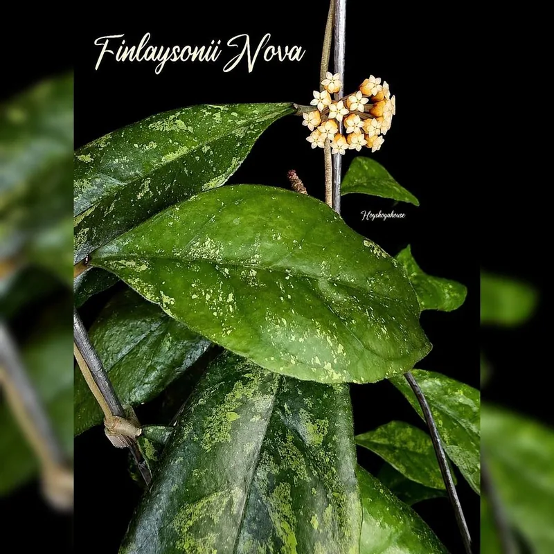 Hoya finlaysonii Nova – Mutterpflanze