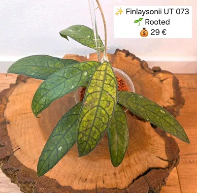 Hoya finlaysonii UT 073