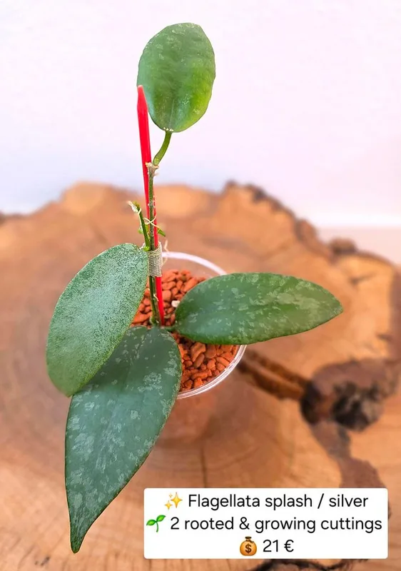 Hoya flagellata Splash / Silver – Mutterpflanze
