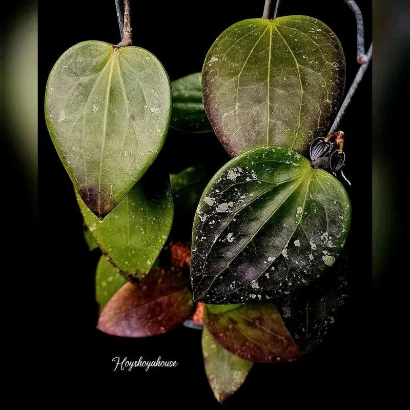 Hoya glabra RED / Glabra Borneo – Mutterpflanze