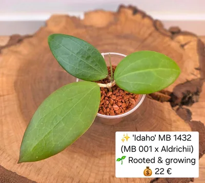 Hoya 'Idaho' MB 1432 (MB 001 x Aldrichii)